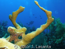 elk horn coral at the forest dive site in parguera area ,... by Victor J. Lasanta 